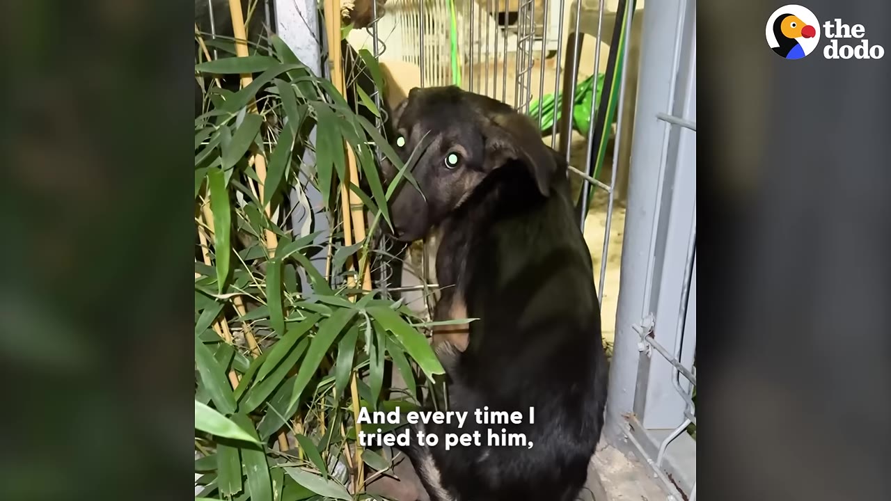A scared, dark-furred dog with wide, glowing eyes hides behind green bamboo leaves near a metal fence.