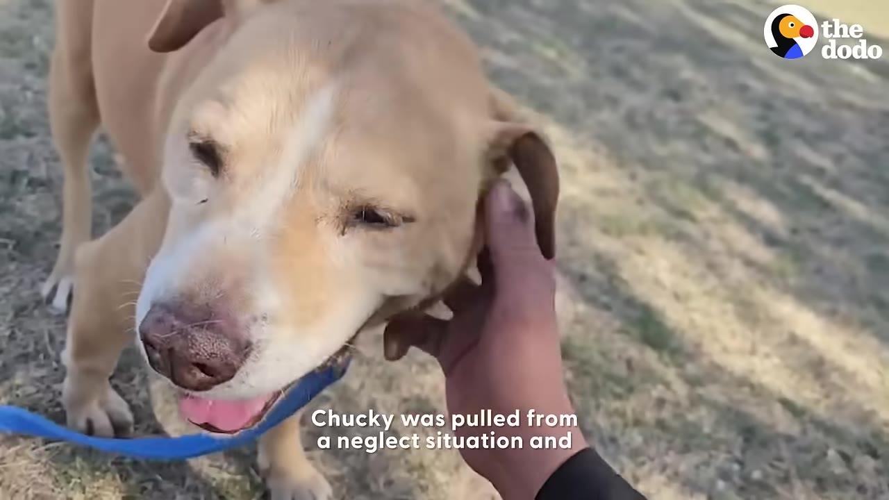 A close-up shot of a tan and white dog named Chucky being gently petted on the side of his head by a person's hand.