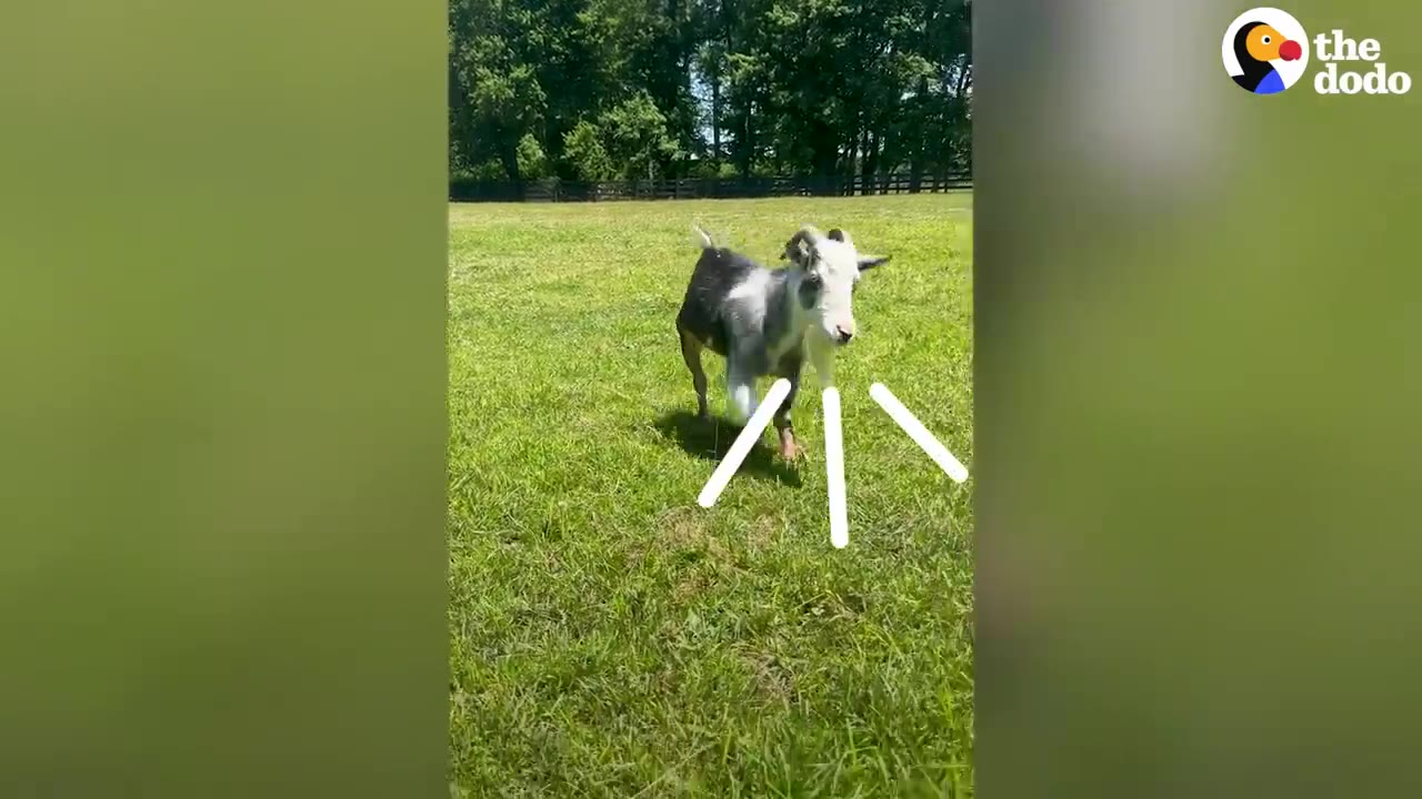 A small black and white goat running across a grassy field under sunny skies.