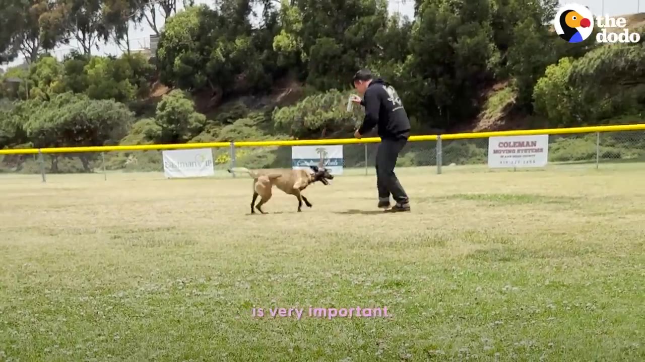 A tan dog runs happily on a grassy field towards a man wearing a black hoodie.