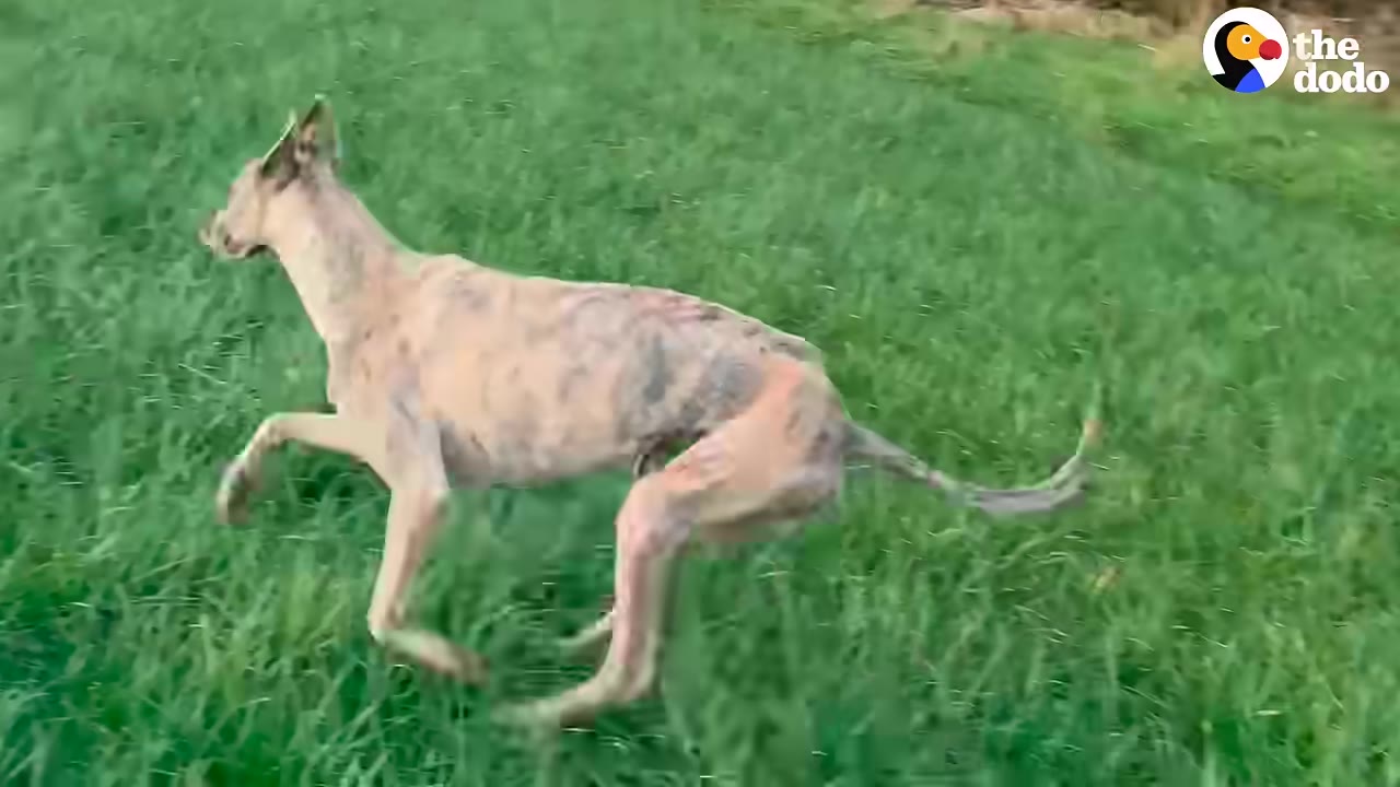 A slender, light-colored dog running joyfully across a vibrant green grassy field.