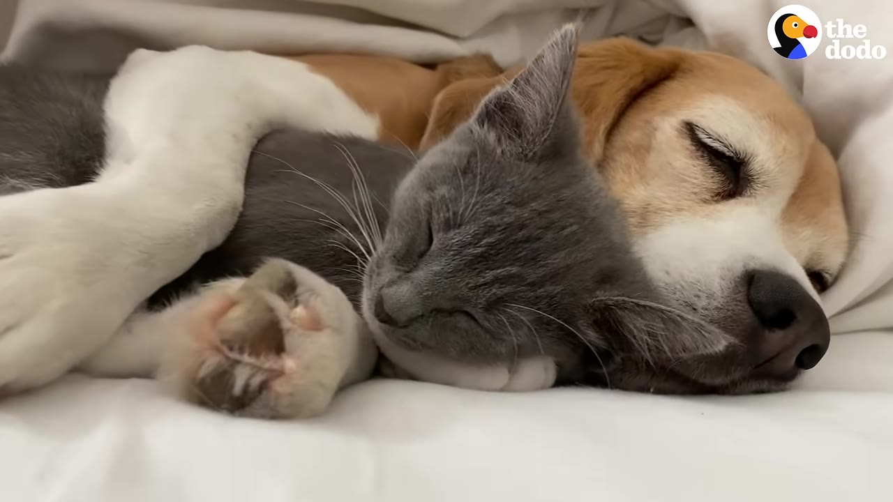 A grey and white kitten and a beagle dog sleeping cuddled up together on a white bed.