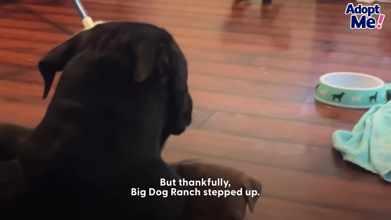 A black dog viewed from behind sits on a wooden floor next to a small brown puppy, with a dog bowl in the background.