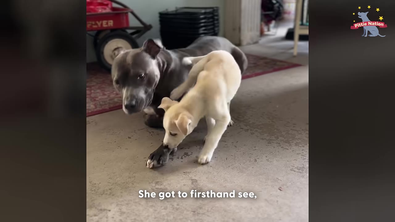 A grey pit bull-type dog sits on a concrete floor next to a small, light-colored puppy who is playfully interacting with his paw.