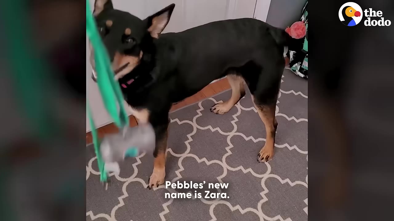 A black and tan dog stands on a grey patterned rug, looking towards a green toy or leash.