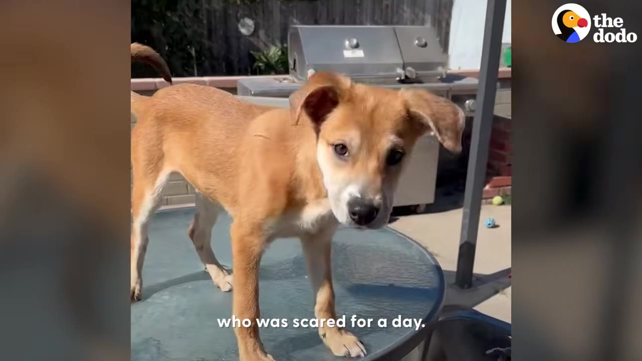 A tan puppy standing on top of a glass patio table outdoors.
