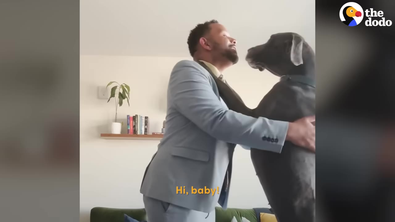 A man in a light blue suit hugs a large grey dog standing on its hind legs in a living room.