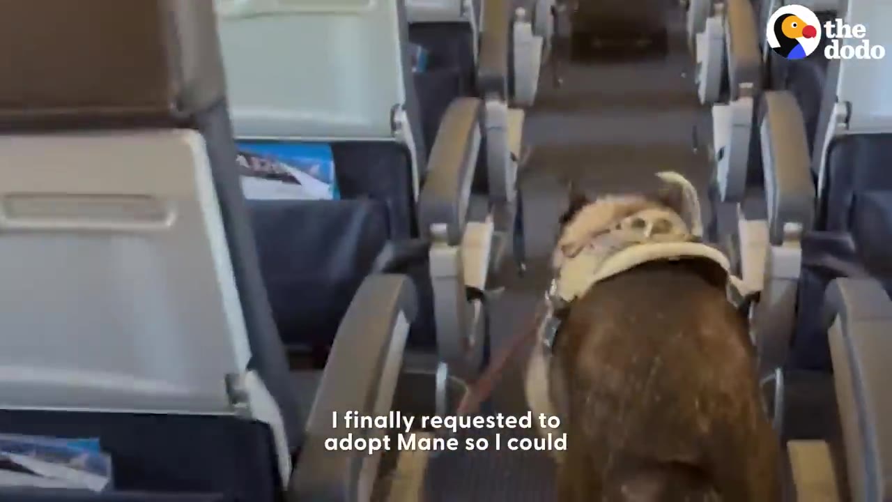 A German Shepherd wearing a harness walks down the aisle of an airplane cabin.