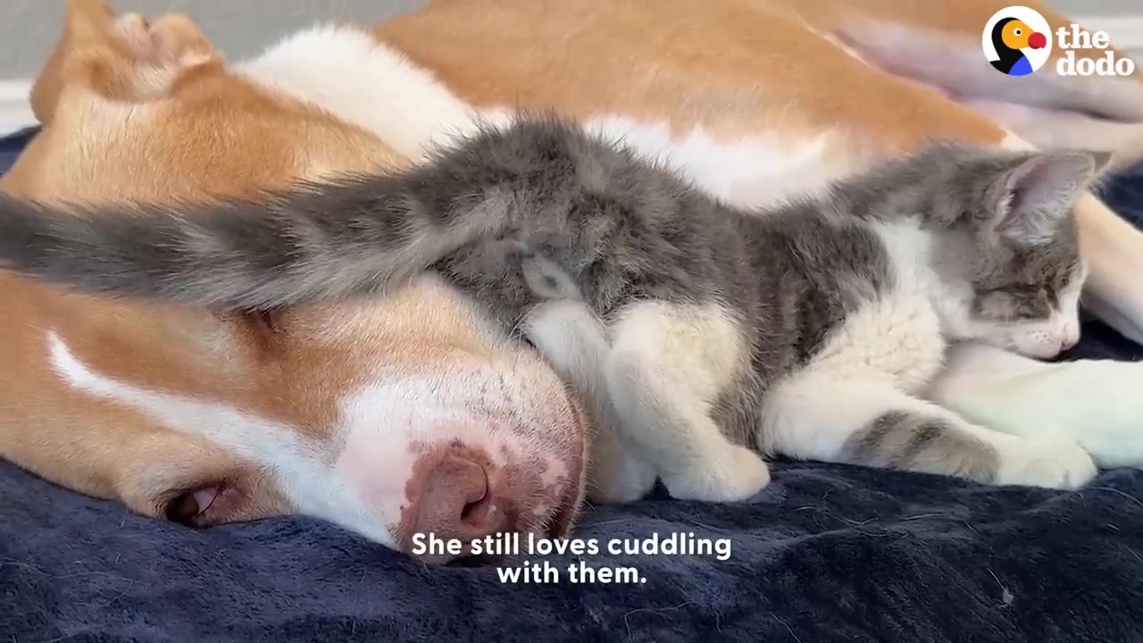 A small gray and white kitten sleeping soundly, curled up directly against the face of a large resting dog.