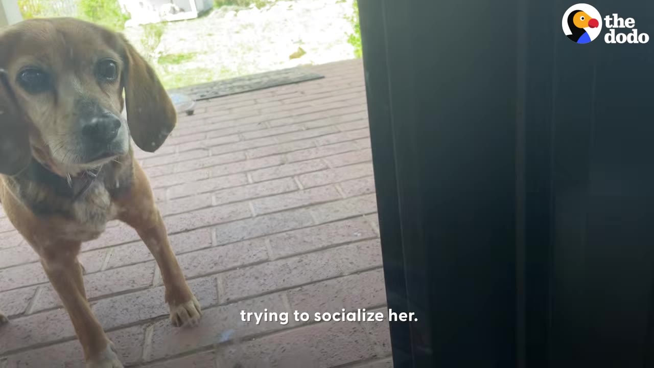 A small brown dog standing on a brick patio looking through a glass door.