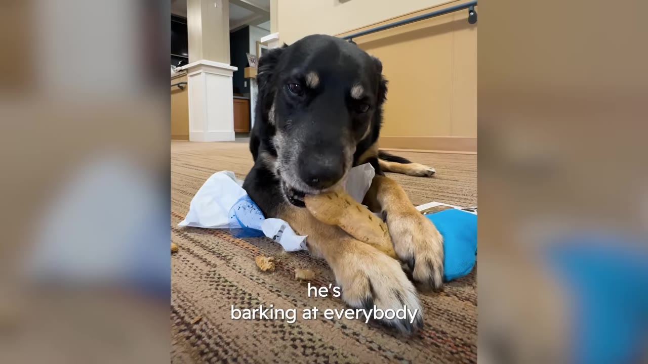A black and tan dog lying on a carpeted floor holding and chewing on a large biscuit treat.