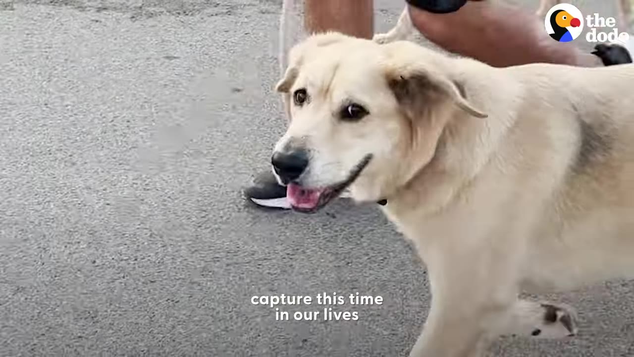 A light-colored dog smiling as she walks outside on a paved road.