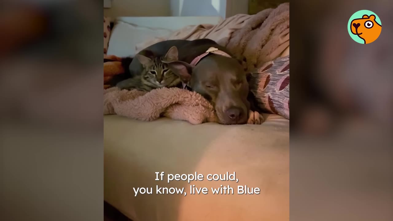 A tabby cat and a gray dog lying closely together resting comfortably on a couch.