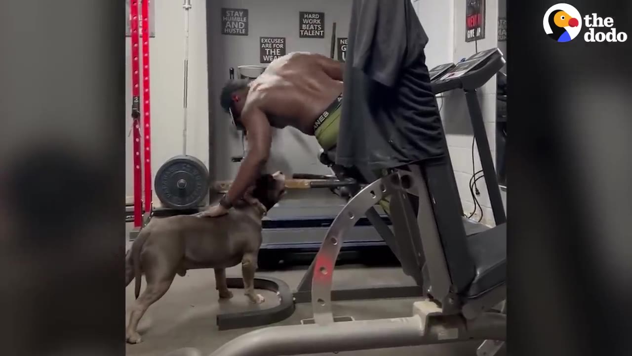 A shirtless, muscular man pets a grey pit-bull-type dog while using exercise equipment in a gym setting.