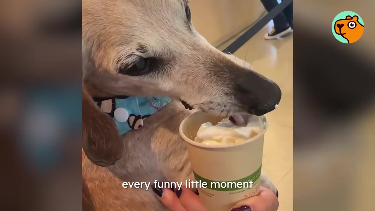 A senior dachshund wearing a patterned bandana licks whipped cream from a paper cup held by a person.