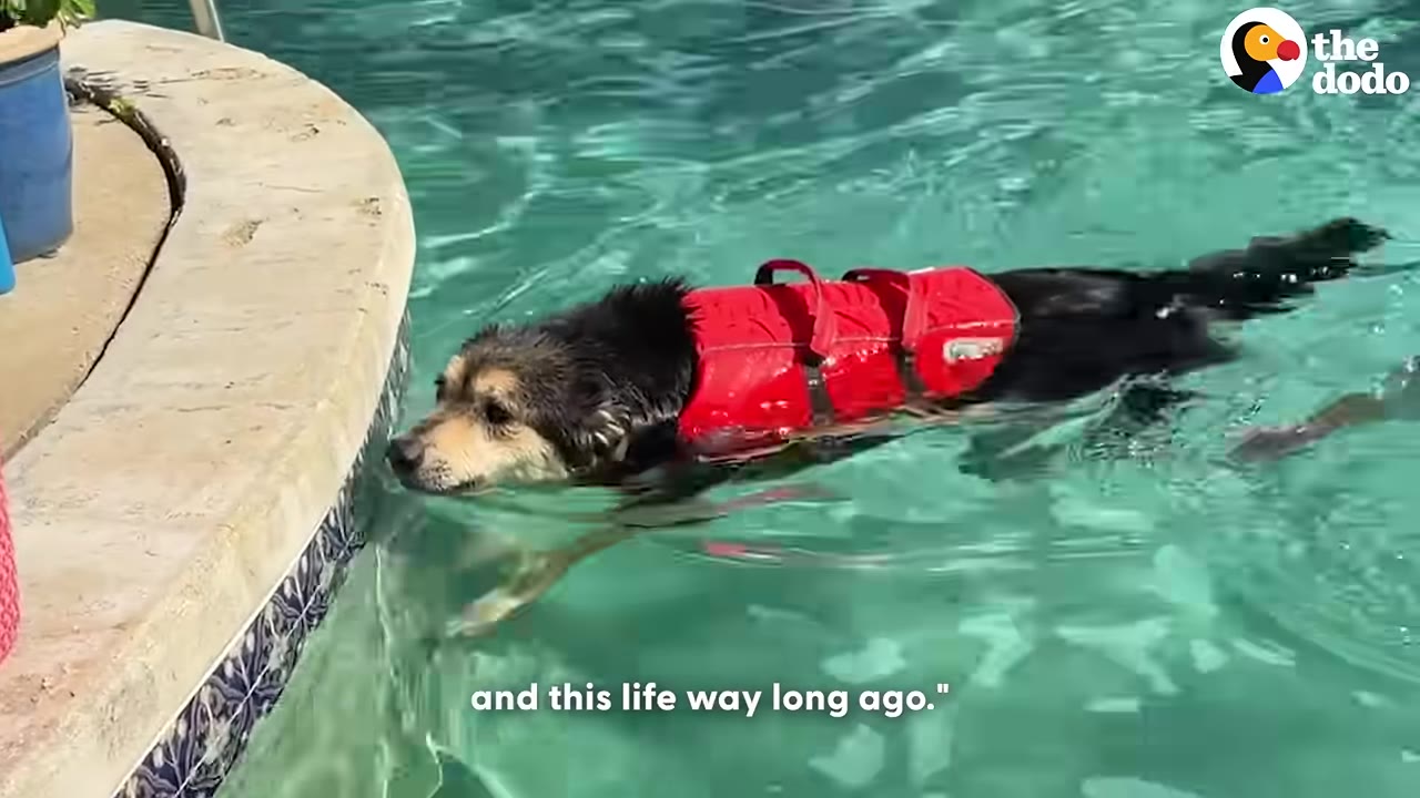 A black and tan dog wearing a red life jacket swims in a clear blue pool next to a concrete ledge.