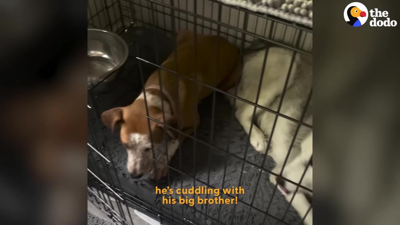 A brown and white dog wearing a yellow sweater cuddles next to another dog inside a wire crate.