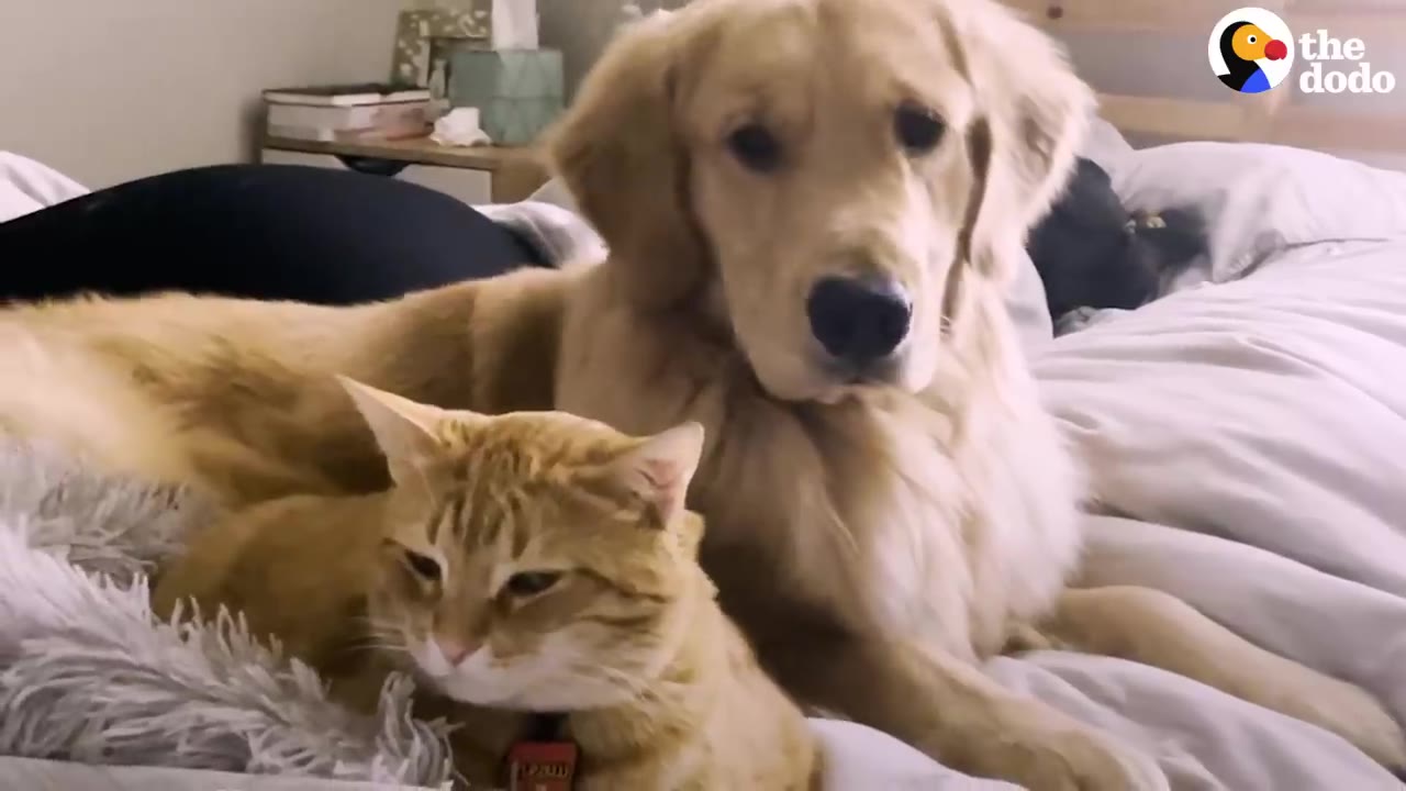 An orange tabby cat lying comfortably on a bed next to a large Golden Retriever dog looking at the camera.