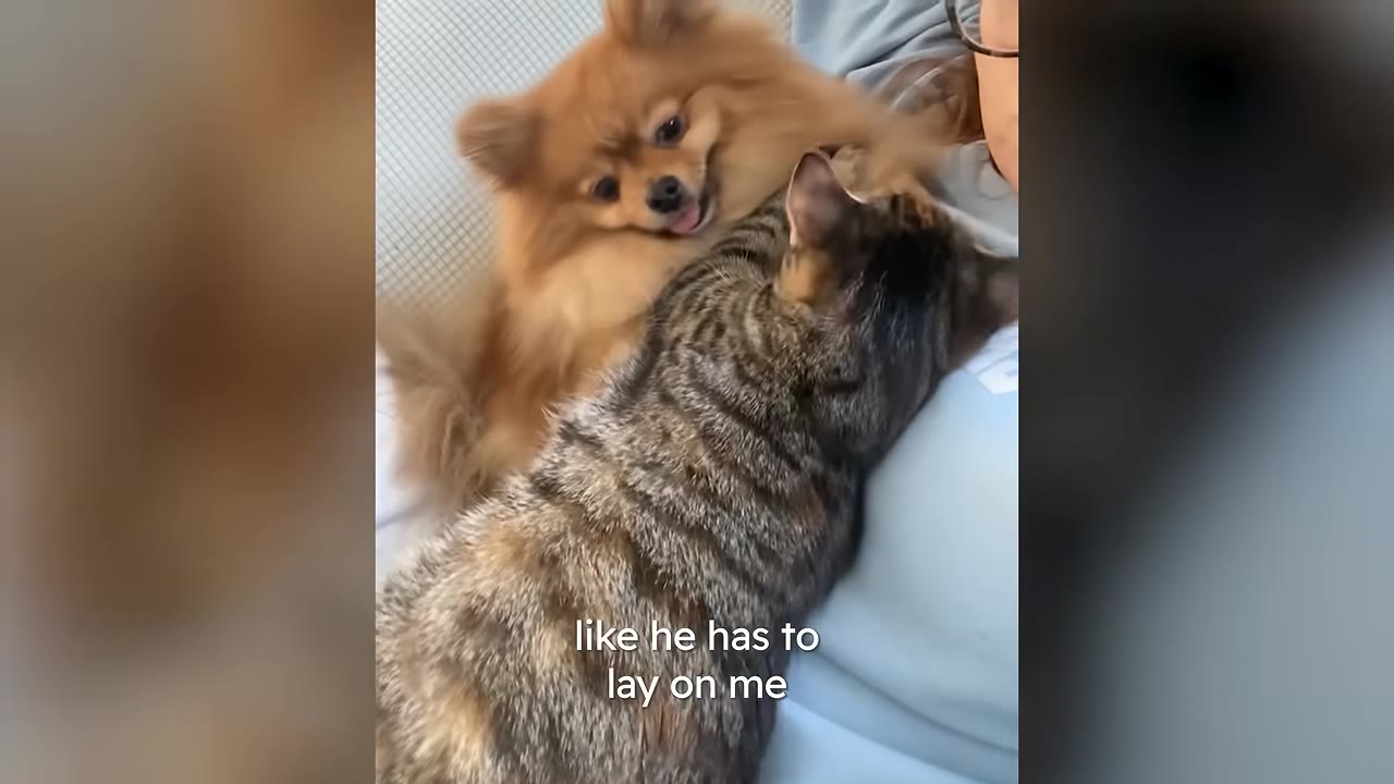 A fluffy Pomeranian dog and a tabby cat lying together on a person's chest.