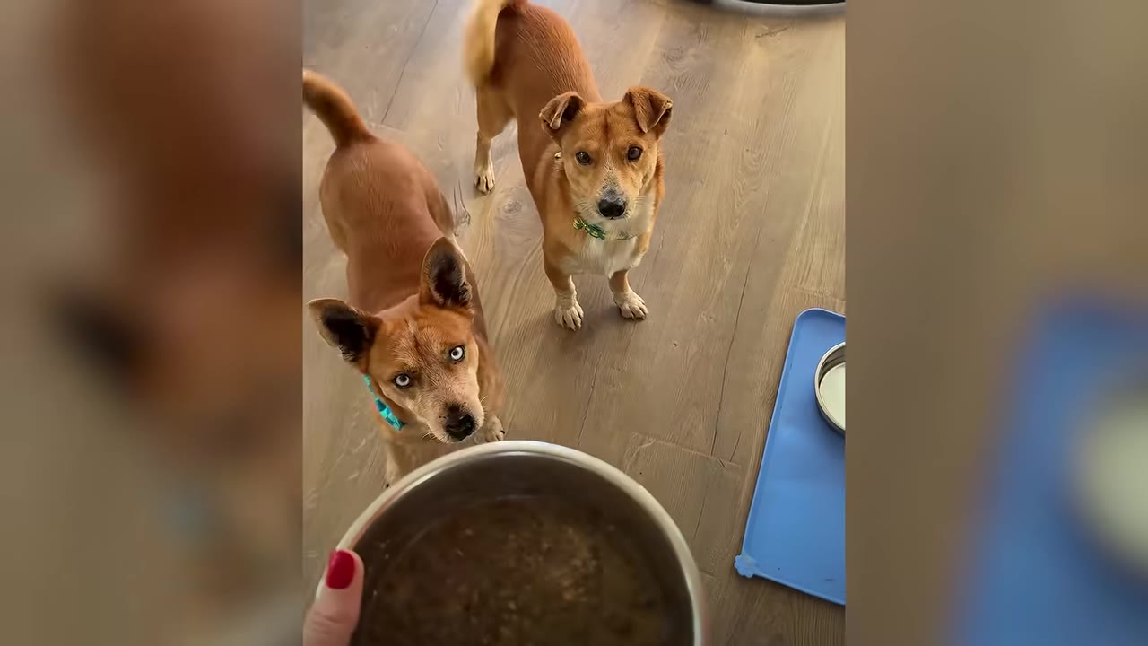 Two brown dogs looking up expectantly at a bowl of food being held by a person.