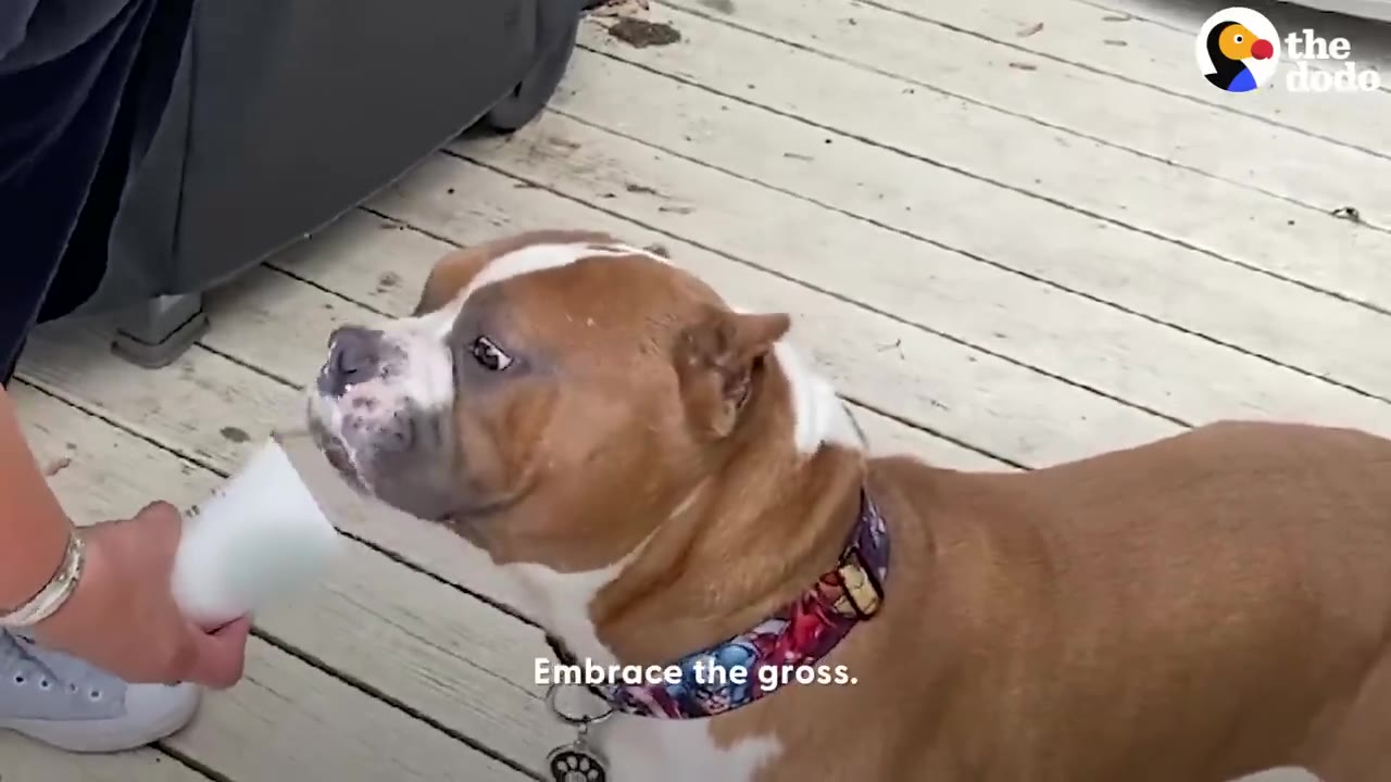 A brown and white bulldog wearing a colorful collar looks up at a white cup held by a person on a wooden deck, with the subtitle 'Embrace the gross.' visible at the bottom.