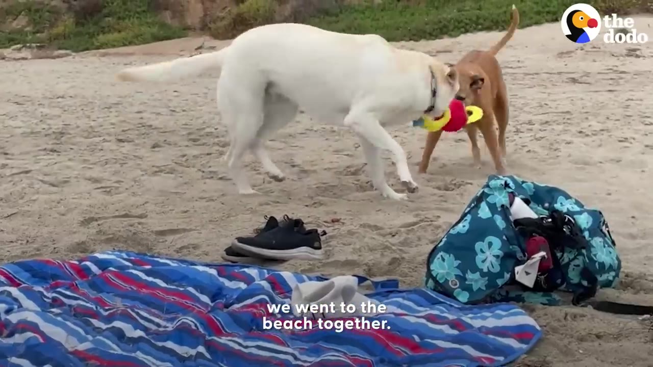 A white dog and a brown dog play together with a toy on a sandy beach near a blue striped blanket.