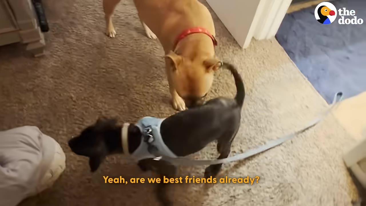 A small black puppy wearing a light blue harness meets a larger tan dog on a carpeted floor.