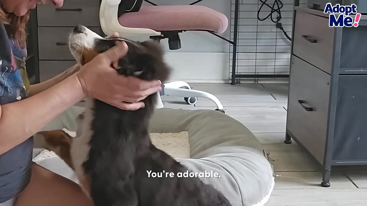 A person gently cradles the head of a fluffy black, white, and brown puppy sitting in a dog bed indoors.