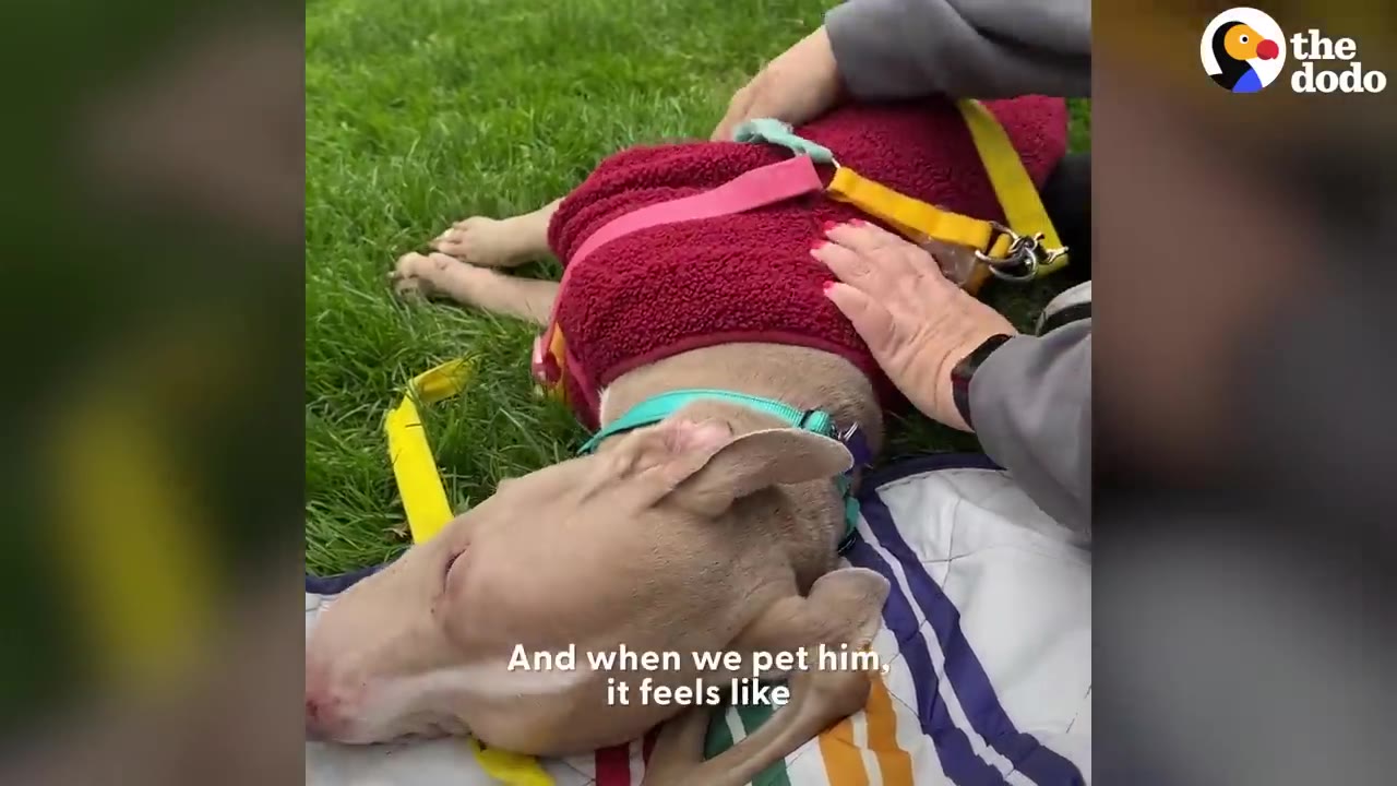 A light-colored dog wearing a red sweater lies on a blanket on the grass while being gently petted by a person.