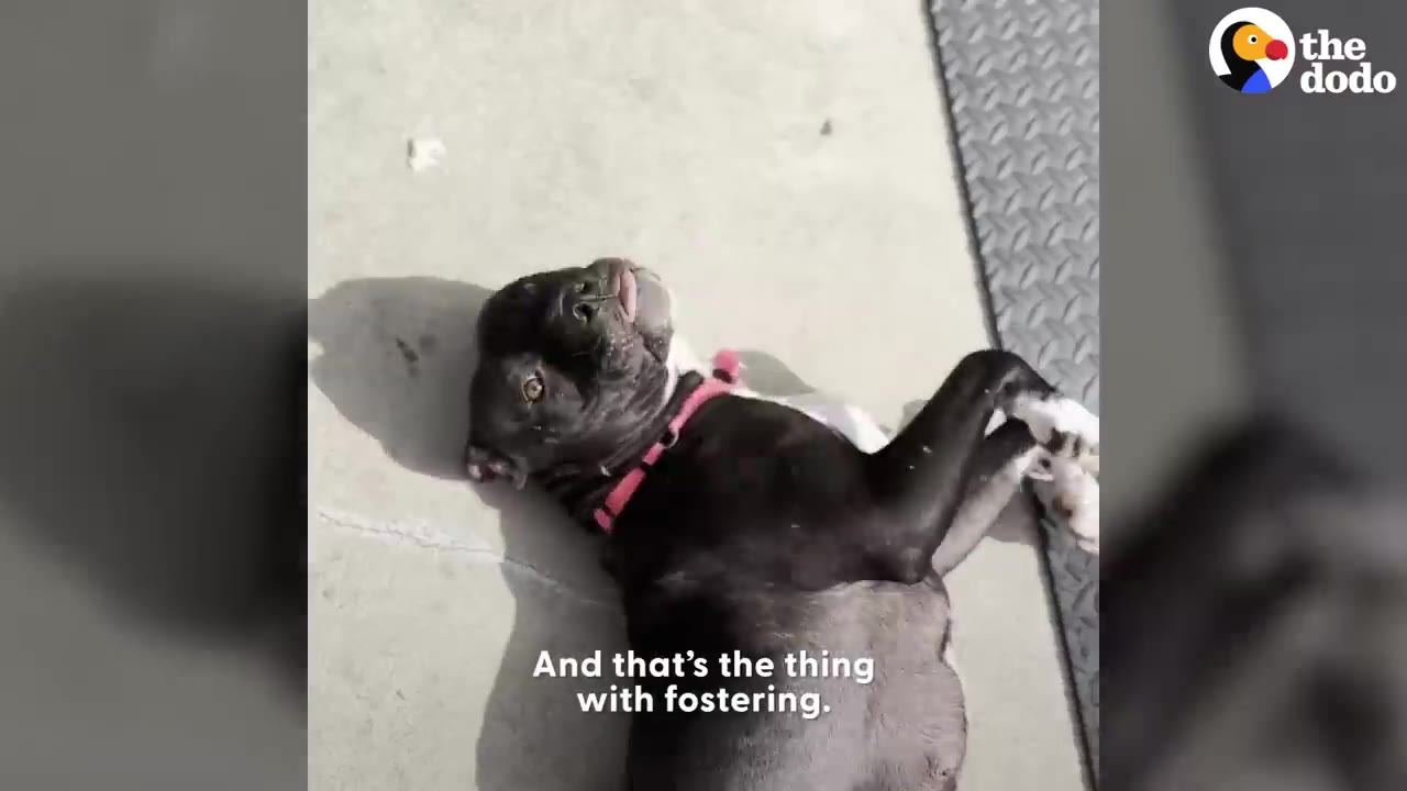 A black dog wearing a pink collar lying happily on her back on the ground with her tongue slightly sticking out.