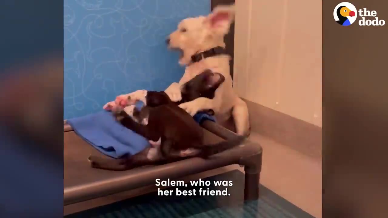 A tan puppy and a dark brown puppy playfully wrestling together on a dog cot in a shelter room.