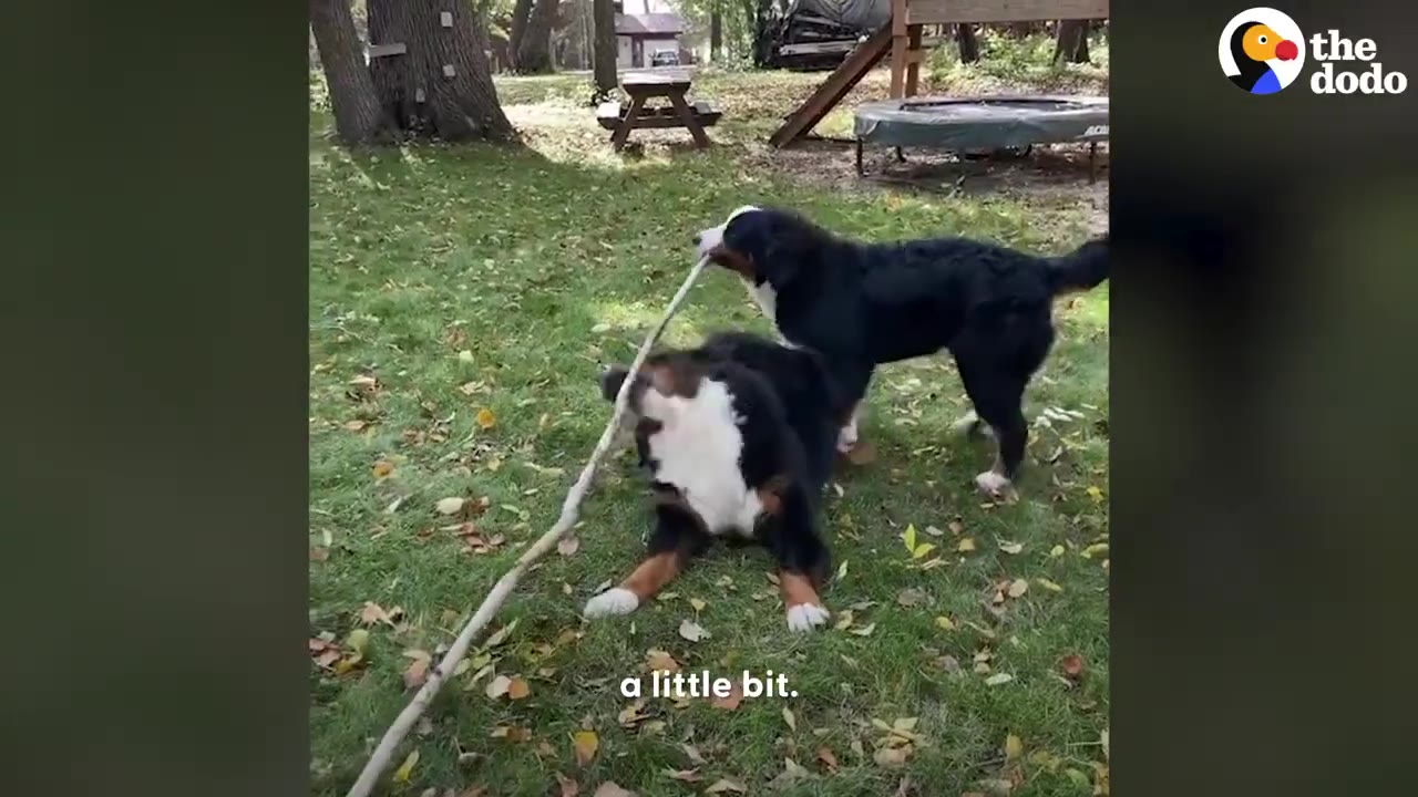 Two Bernese Mountain dogs playing tug-of-war with a long stick outdoors on a grassy lawn.