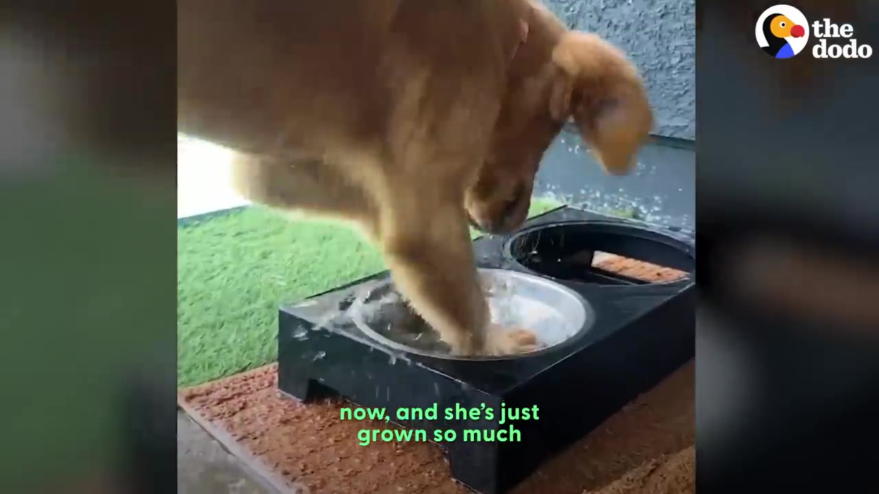 A golden puppy standing and splashing its front paw inside a water bowl outdoors.