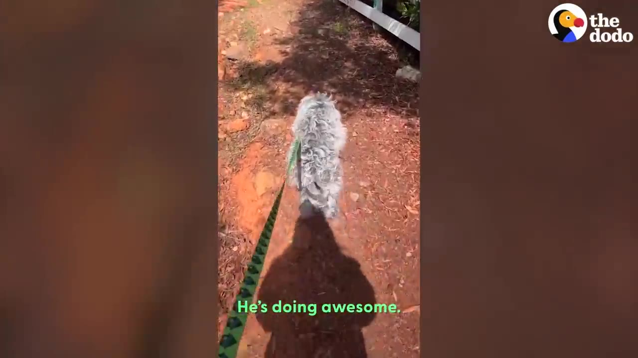 A fluffy grey and white dog walks confidently ahead on a green leash along a dirt path next to a white fence.