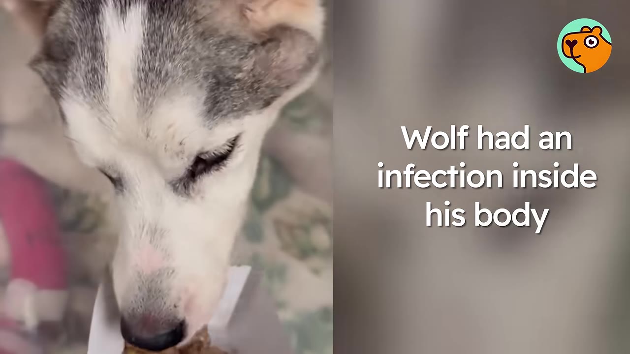 A close-up view of a grey and white husky dog looking down while text on screen reads 'Wolf had an infection inside his body'.
