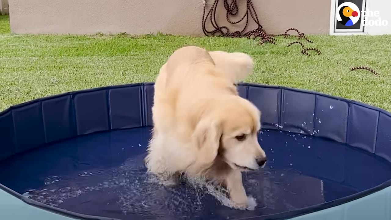A golden retriever steps into a small blue outdoor dog pool filled with water on a grassy lawn.