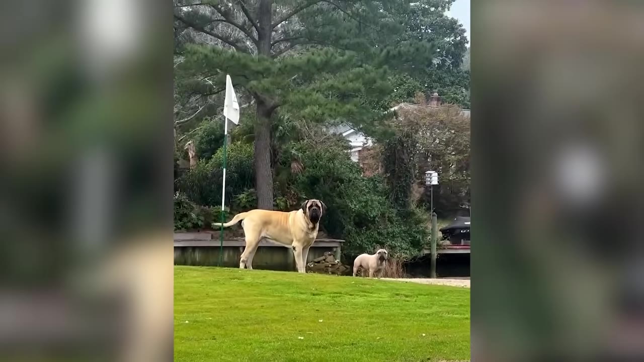 A large Mastiff dog and a small French Bulldog standing on a green lawn near a golf pin flag.