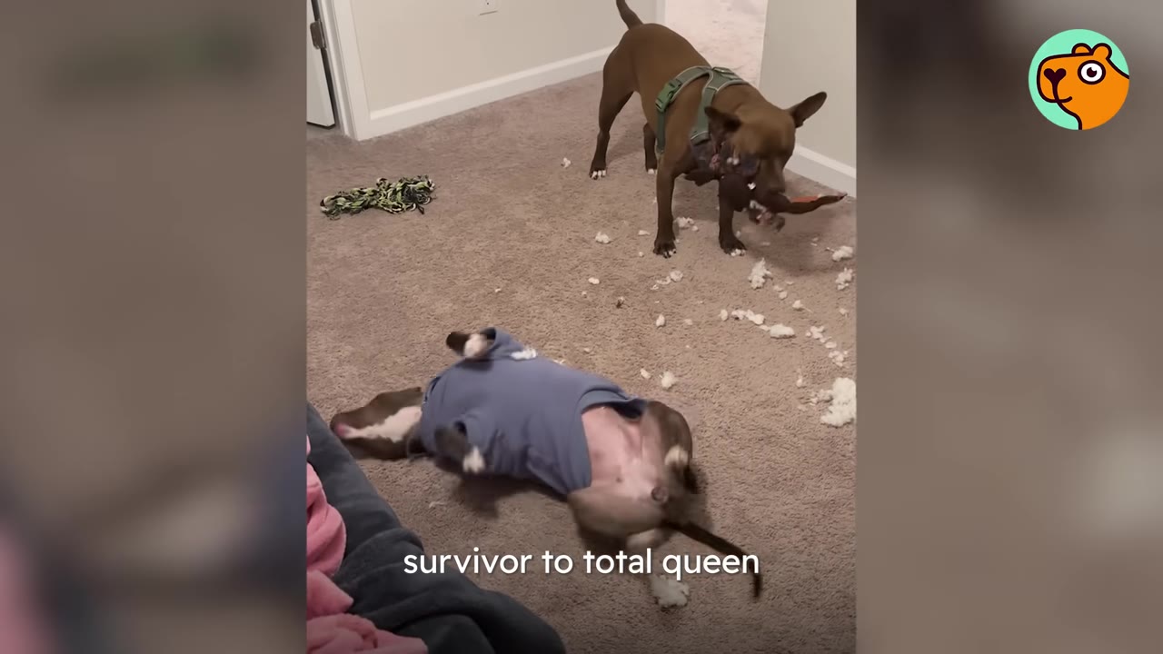 A dog wearing a blue sweater rolls on its back on a carpeted floor while another brown dog stands in the background.