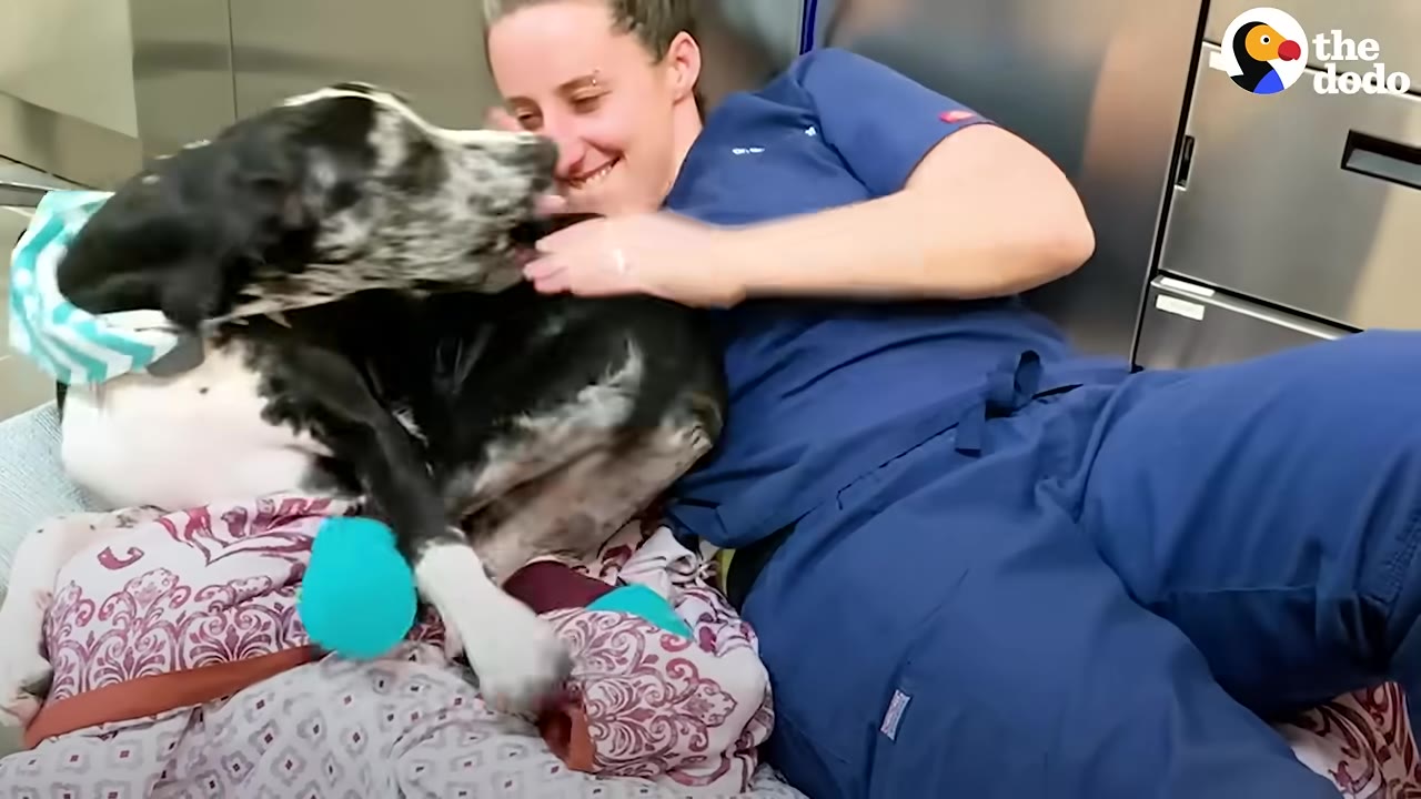 A woman in blue scrubs smiles as she cuddles with a large black-and-white marbled dog lying on a patterned blanket.