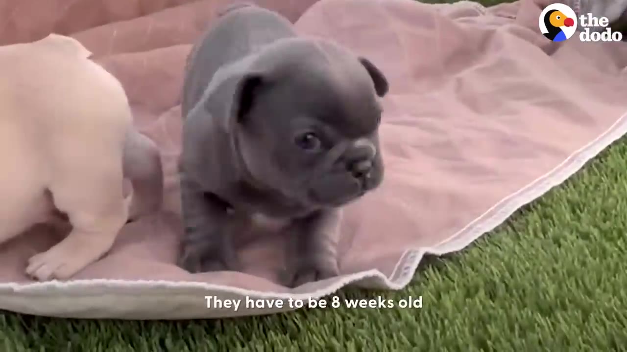 A small grey French bulldog puppy standing on a pink blanket outdoors on green grass.