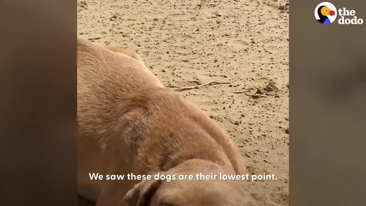 A tan dog lying down outdoors on dry ground.