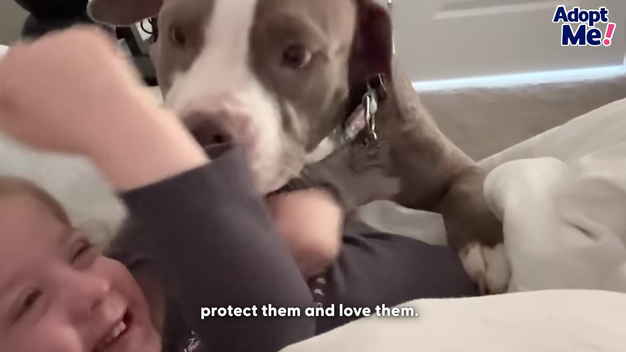 A brown and white pit bull-type dog leans affectionately over a smiling young child lying on a bed.