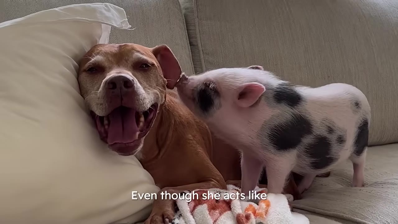 A happy brown dog lying on a couch next to a small spotted pig nuzzling its ear.