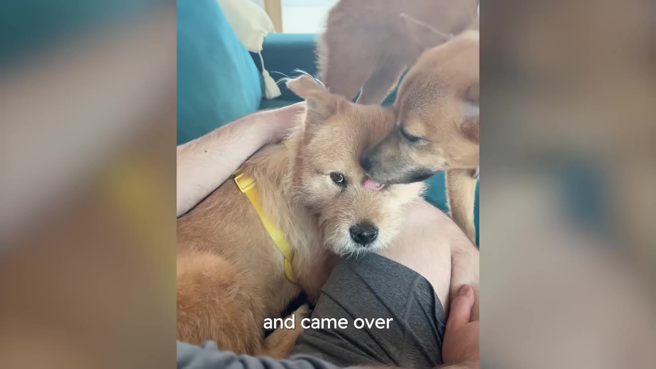 A tan dog resting on a person's lap while another tan dog gently licks its forehead.