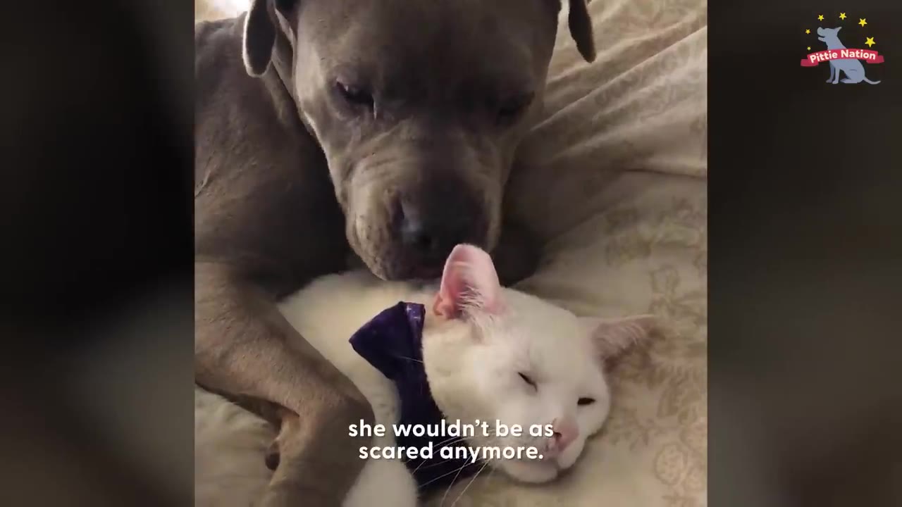 A brown pit bull rests its head gently on a white cat wearing a purple bow tie as they lie together on a bed.