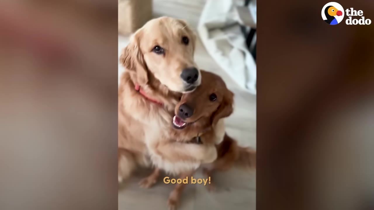 A larger golden retriever sits on the floor and wraps its front leg around a smaller golden retriever puppy in a protective embrace.