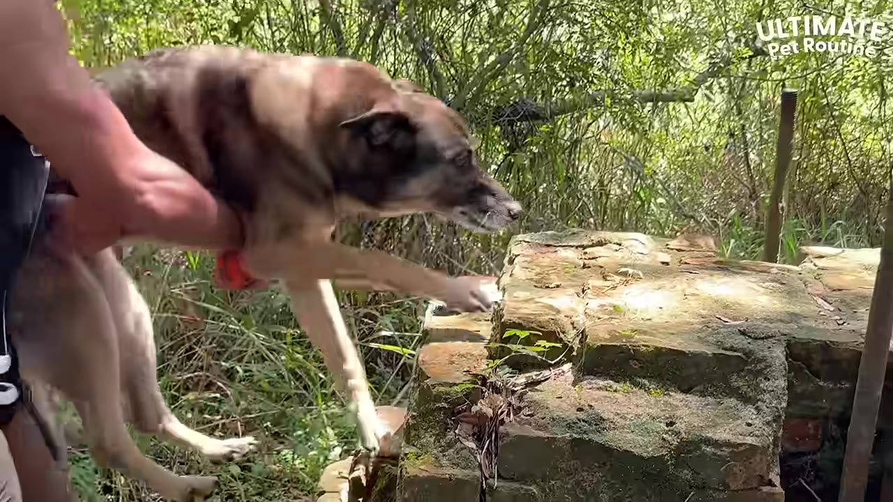 A person helping a large brown and black dog climb onto a mossy stone structure in a wooded area.