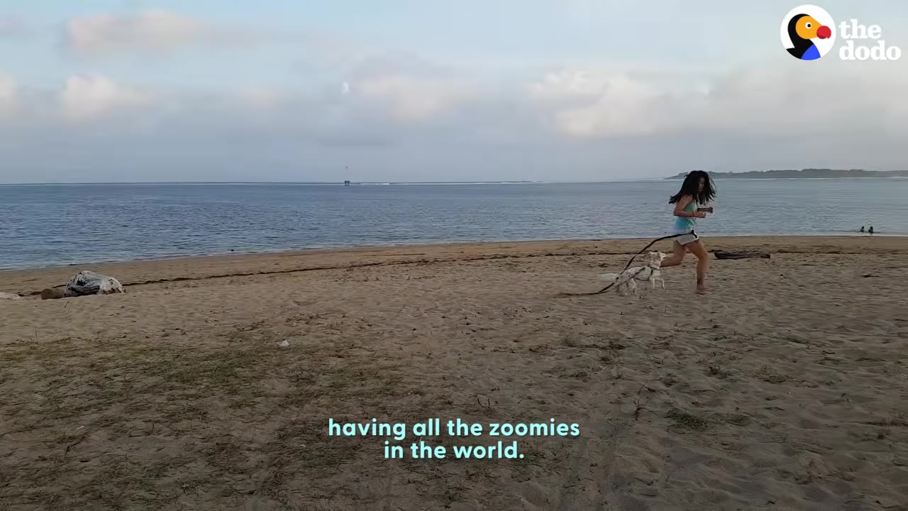 A woman running on a sandy beach while walking a small white dog on a long leash near the ocean.