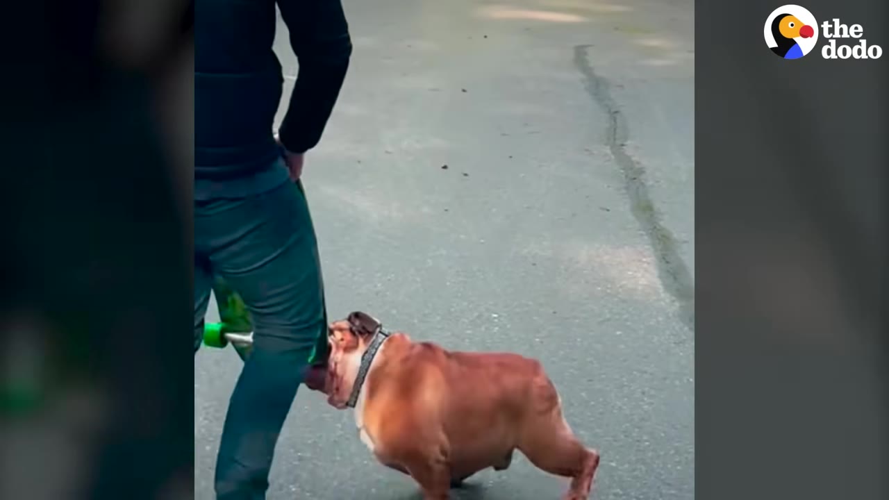 A brown and white bulldog grabs the edge of a skateboard held by a person on an asphalt road.
