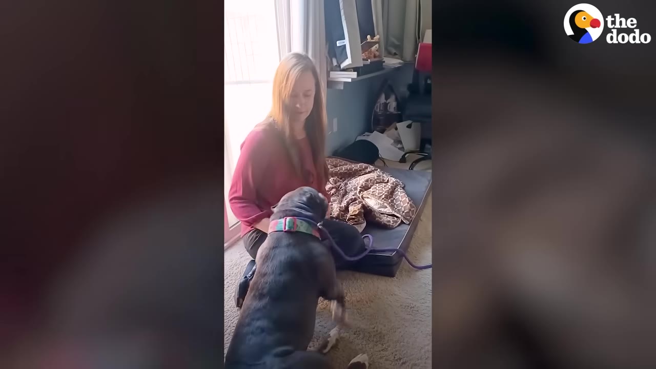 A dark grey pit bull sits on the floor facing a woman, lifting its front paw up towards her hand.